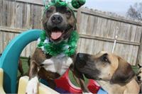 daycare pic 125 - st pattys day